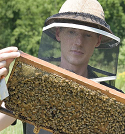 Bees250.jpg